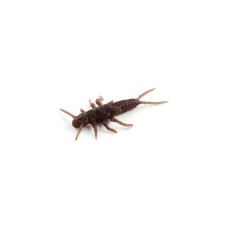 Силікон рибальський FishUP Stonefly 0.75" 012 - Chaos (12шт/уп) (1864.00.36)