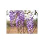 Маска для обличчя Lululun Face Mask Wisteria Flower Зволожуюча З екстрактом гліцинії 1 шт (4582305066432)