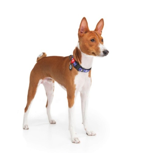 Нашийник для тварин WAUDOG Nylon з QR паспортом "Рік і Морті 2" металева пряжка-фастекс L (4507-0281)