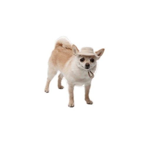 Кепка для тварин Pet Fashion Gold M (4823082446032)
