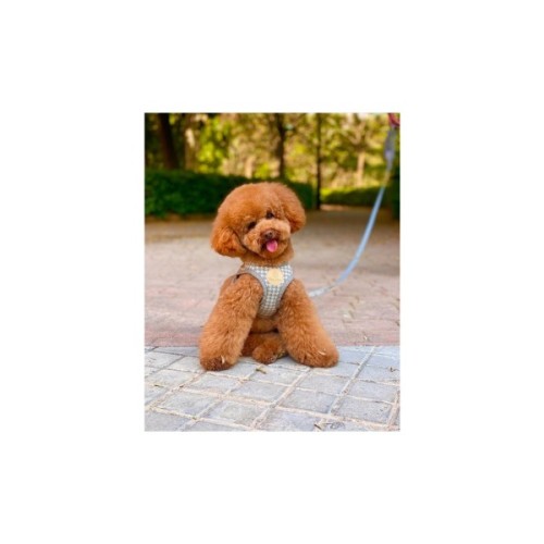 Шлея для собак Chloe's Home Berlin сіра XS (CLH5743)