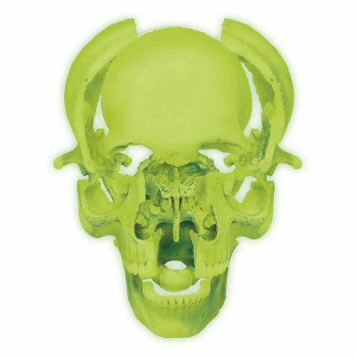 Пазл 4D Master Об'ємна анатомічна модель Череп людини світиться (FM-626113)