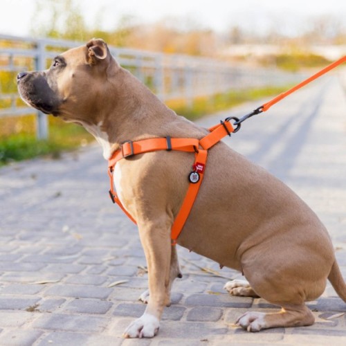 Шлея для собак WAUDOG Waterproof з QR-паспортом L Ш 25 мм Д 60-90 см помаранчева (27674)