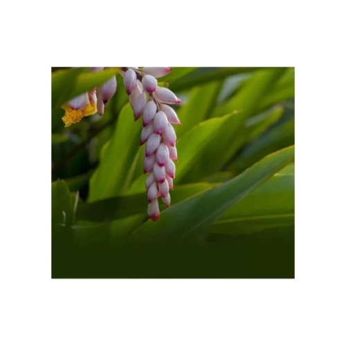 Маска для обличчя Lululun Premium Face Mask Okinawa Shell Ginger Заспокійлива з екстрактом імбиру 1 шт (4582305069501)