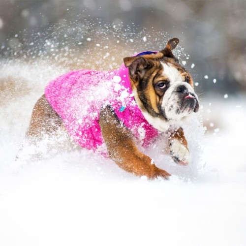 Курточка для тварин Airy Vest двостороння М 45 фіолетово-рожева (1578)