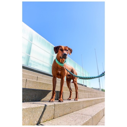 Нашийник для тварин Trixie Premium екстраширокий L 46-55 см 50 мм аква-графіт (4053032677630)