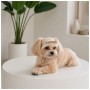 Кепка для тварин Pet Fashion Glamor ХL (4823082445875)