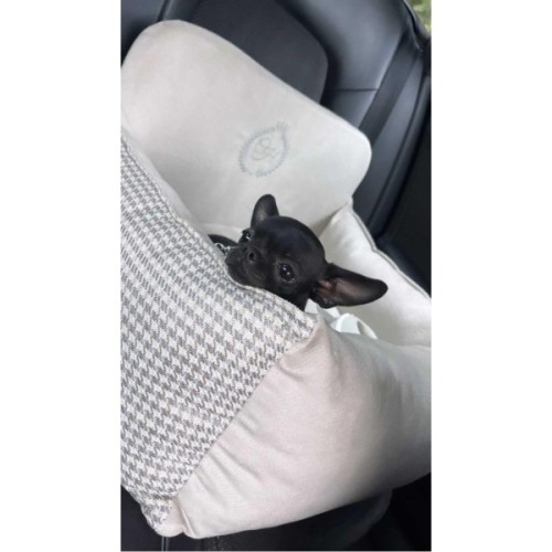 Автомобільне крісло для тварин Chloe's Home Berlin M/L 65х45 см бежеве (CLH4906)