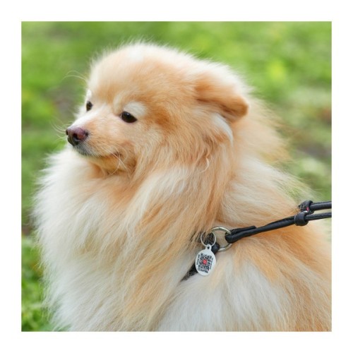 Шлея для собак WAUDOG Soft з QR паспортом кругла Д 6 мм А 26-46 см В 30-50 см чорна (46231)