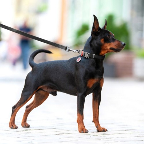 Нашийник для тварин WAUDOG Waterproof з QR паспортом XL Ш 25 мм Д 35-58 см(чорний) (27841)