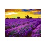 Картина по номерам Rosa Start Лаванда в Провансі 35 х 45 см (4823098518785)