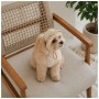 Кепка для тварин Pet Fashion Glamor ХS (4823082445950)