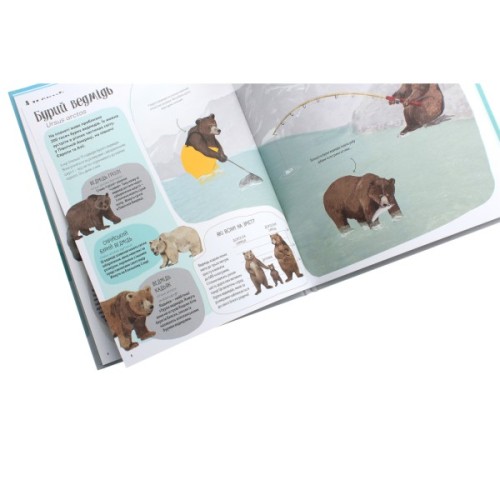 Книга Ведмежа книга - Кейті Віґґерс Жорж (9786177579624)