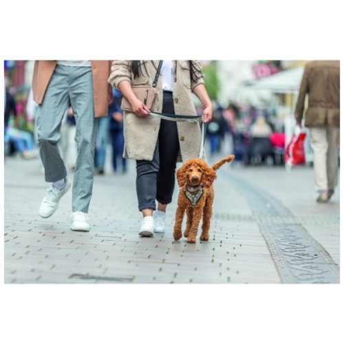 Шлея для собак Trixie CityStyle H-harness Бавовна XS–S 30–44 см 10 мм Світло-сіра (4053032682603)