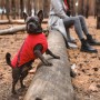 Жилет для тварин Pet Fashion "E.Vest" L червоний (4823082424498)