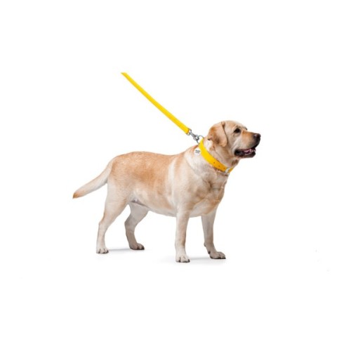 Повідець для собак WAUDOG Glamour шкіряний M-XXL жовтий (33768)