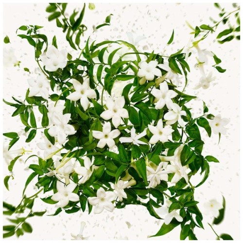 Парфумована вода Gucci Flora Gorgeous Jasmine 50 мл (3616302968534)