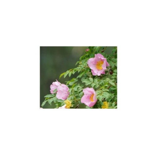 Маска для обличчя Lululun Premium Face Mask Hakone Rose 7 шт х 4 уп (4582305066302)