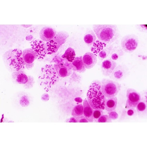 Набір мікропрепаратів Bresser Histology 30 шт (5985000) (931505)