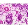 Набір мікропрепаратів Bresser Histology 30 шт (5985000) (931505)