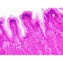 Набір мікропрепаратів Bresser Histology 30 шт (5985000) (931505)