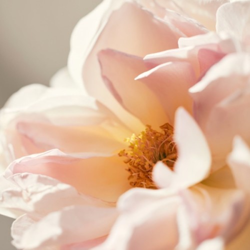 Парфумована вода Chloe L'Eau de Parfum Lumineuse 30 мл (3616303475413)