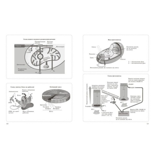 Робочий зошит НМТ 2026. Біологія. Для тестових робіт - О.В. Тагліна Ранок (9786170999269)