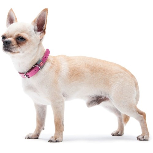 Нашийник для тварин WAUDOG Classic шкіряний 12 мм х 19-25 см рожевий (02017)