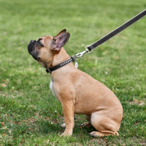 Нашийник для тварин WAUDOG Soft з QR паспортом, металеві прикраси S Ш 20 мм Д 30-39 см (7196)