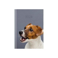 Тижневик Economix датований 2024 COLOR, А5 (E21841)