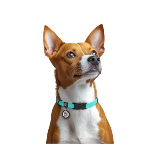 Нашийник для тварин WAUDOG Magnet c QR паспортом, магнітна пряжка-фастекс S тіффані (279427)