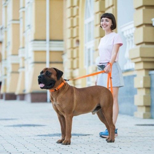 Повідець для собак Evolutor 300 см 25 мм помаранчевий (42134)