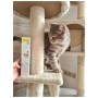 Паста для тварин GimCat Expert Line Kitten вітамінізована 50 г (4002064920191)