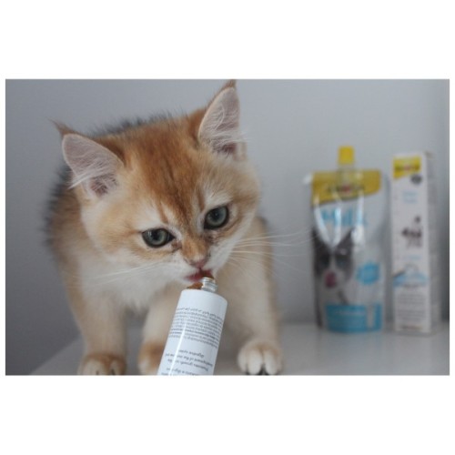 Паста для тварин GimCat Expert Line Kitten вітамінізована 50 г (4002064920191)