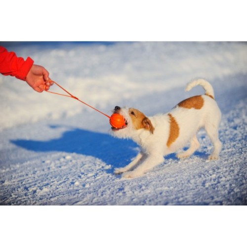 Іграшка для собак Liker Line М'ячик зі стрічкою 5 см (6286)