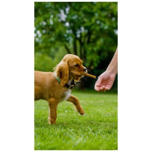 Ласощі для собак Whimzees Stix M 14 шт (8718627752524)