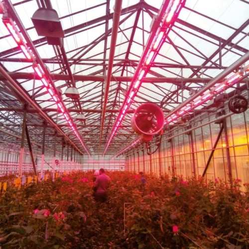 Світильник Eurolamp LED FLORA 250 3,4 RW (Flora-250-3,4-RW)