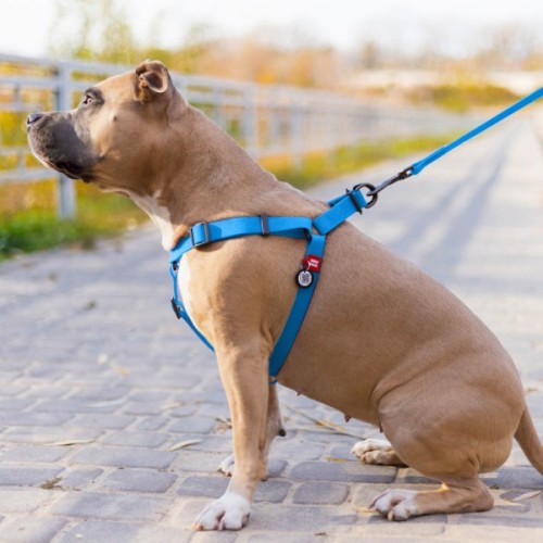 Шлея для собак WAUDOG Waterproof з QR-паспортом М Ш 20 мм Д 50-80 см блакитна (27652)
