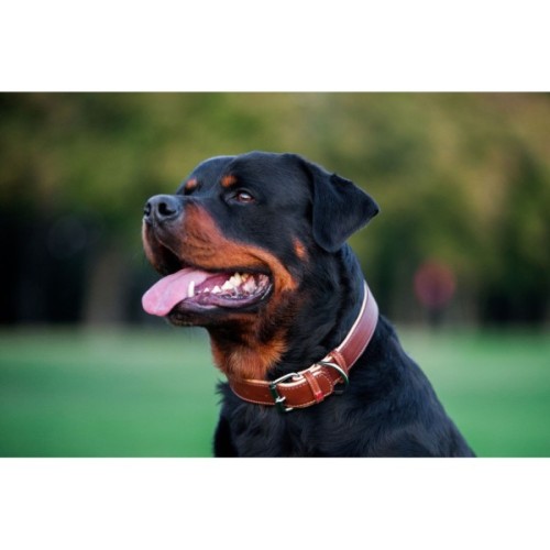 Нашийник для тварин WAUDOG Soft з QR паспортом M Ш 25 мм Д 38-49 см коричневий (7203)