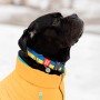Нашийник для тварин WAUDOG Nylon з QR паспортом Colors of freedom пластиковий фастекс S (4501-4020)