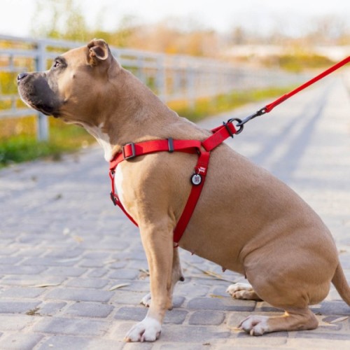 Шлея для собак WAUDOG Waterproof з QR-паспортом L Ш 25 мм Д 60-90 см червона (27673)