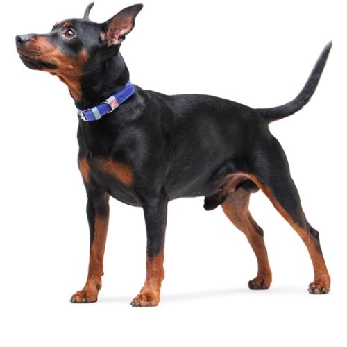 Нашийник для тварин WAUDOG Classic шкіряний 12 мм х 21-29 см фіолетовий (02029)