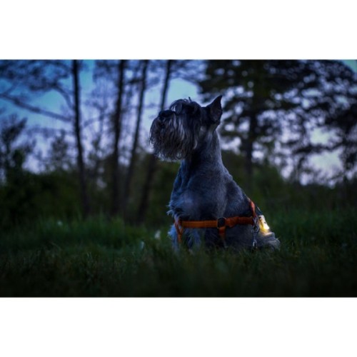 Ліхтар Armytek Zippy Extended Set Blue (F06101B)