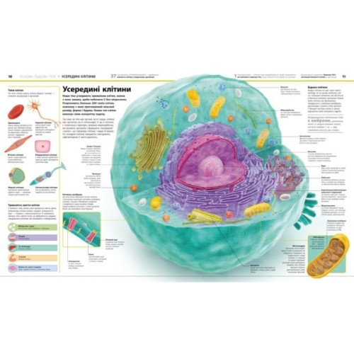 Книга Енциклопедія знань. Тіло людини - Філіп Базеліс, Пітер Крісп, Стів Хоффман Ранок (9786170993953)