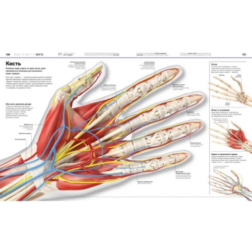 Книга Енциклопедія знань. Тіло людини - Філіп Базеліс, Пітер Крісп, Стів Хоффман Ранок (9786170993953)