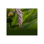 Маска для обличчя Lululun Premium Face Mask Okinawa Shell Ginger Заспокійлива з екстрактом імбиру 1 шт х 5 уп (4582305069518)