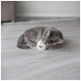 Іграшка для котів Trixie Ведмідь плюшевий з котячою м'ятою 8 см (кольори в асортименті) (4011905710396)
