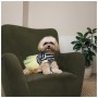 Сукня для тварин Pet Fashion Liana М (4823082445974)