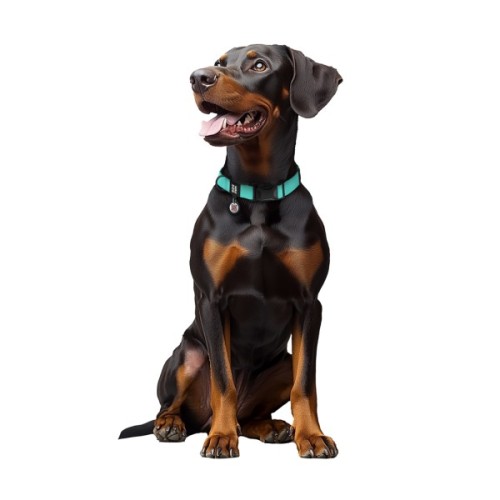 Нашийник для тварин WAUDOG Magnet c QR паспортом, магнітна пряжка-фастекс M тіффані (279527)