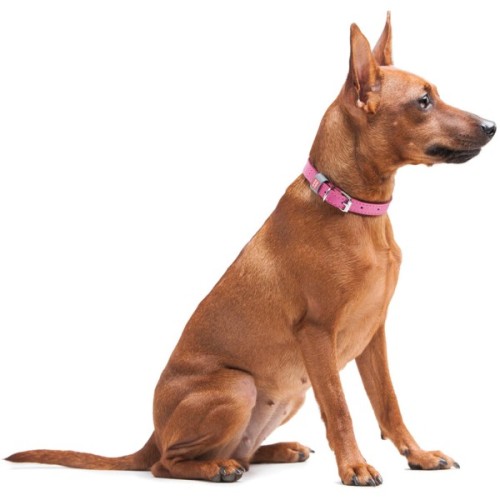 Нашийник для тварин WAUDOG Classic шкіряний 12 мм х 21-29 см рожевий (02027)